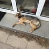 🐾 Bella  Schäferhund-Mix sucht Sie