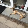 🐾 Bella  Schäferhund-Mix sucht Sie