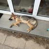 🐾 Bella  Schäferhund-Mix sucht Sie