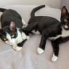 Kittenbrüder Antonio & Bandit