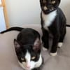 Kittenbrüder Antonio & Bandit