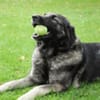 MILLA - sanfte&verschmuste Hundedame