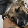 Liebevolle Familie für Amadeus gesucht