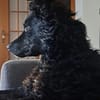 Orlando sucht sein Für-immer-Zuhause
