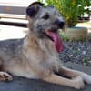 RUFUS - ein so lieber Kerl
