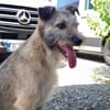 RUFUS - ein so lieber Kerl
