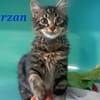 Tarzan