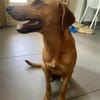 Dixy la joyeuse et dynamique louloute
