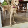 Suzie la belle et douce louloute