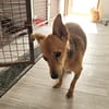 TEDDY (Animalea)