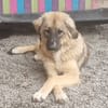 Iona