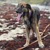 Bobby, un amour de chien