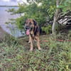 Bobby, un amour de chien