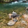 Bobby, un amour de chien