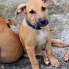Néwis, mâle croisé berger, né le 18/06/2025 🐶
