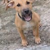 Néwis, mâle croisé berger, né le 18/06/2025 🐶
