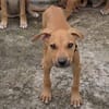 Barton, mâle croisé berger, né le 18/06/2025 🐶