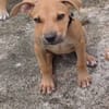 Barton, mâle croisé berger, né le 18/06/2025 🐶