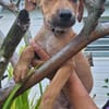 Barton, mâle croisé berger, né le 18/06/2025 🐶