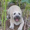 Dolly Traumhund