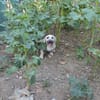 Dolly Traumhund