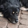 Niko- dankbarer Hütehund auf Heimatsuche