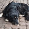Niko- dankbarer Hütehund auf Heimatsuche