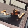 Kleiner lieber Rüde Jerry 1 Jahr