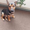 Kleiner lieber Rüde Jerry 1 Jahr