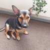 Kleiner lieber Rüde Jerry 1 Jahr