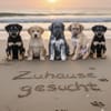 Supersüße Mischlingswelpen suchen ...