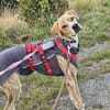 Paco sucht ein Zuhause