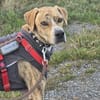 Paco sucht ein Zuhause