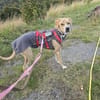 Paco sucht ein Zuhause