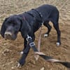 Eros sucht ein Zuhause