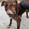 BENKO sucht kuscheliges Zuhause