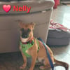 Nelly - niedliche, junge Hündin