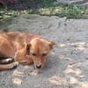 Helia, klein, zart sucht Körbchen