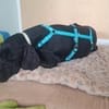 Eddie sucht ein Zuhause