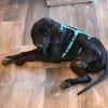 Eddie sucht ein Zuhause