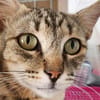 Liebe, junge Katze Trinity