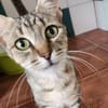 Liebe, junge Katze Trinity