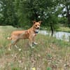 Prince sucht sein Prinzenpaar