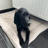 Elias sucht ein Zuhause