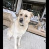 Sammy ein Retrievermix Freund fürs Leben