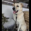 Sammy ein Retrievermix Freund fürs Leben