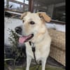 Sammy ein Retrievermix Freund fürs Leben