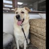 Sammy ein Retrievermix Freund fürs Leben