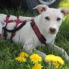 Sabrina auf Pflegestelle in Bayern