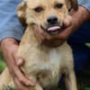 Camaro - kinderlieber Familienhund